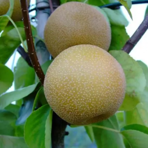 Grusza azjatycka HAKKO