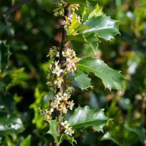 Ostrokrzew Meservy HACKEN STAR