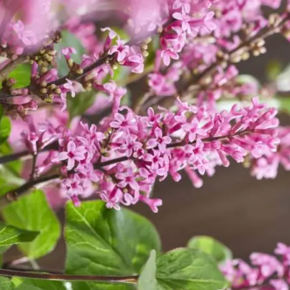 Lilak Meyera LITTLE ROSIE