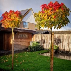 Ambrowiec amerykański GUM BALL 90 cm 