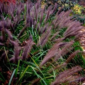 Rozplnica japońska PARADE