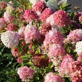 Hortensja bukietowa GRAFIFITI