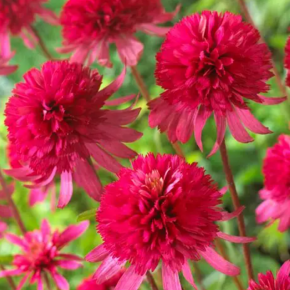 Jeżówka SOUTHERN BELLE