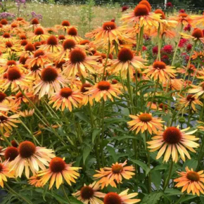 Jeżówka purpurowa BIG KAHUNA