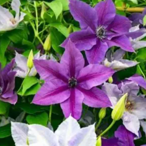 Powojnik Clematis MASA