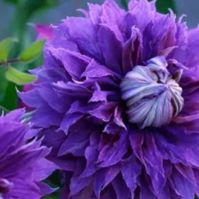 Powojnik  clematis DIAMANTINA