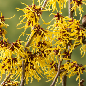 Oczar pośredni ARNOLD PROMISE