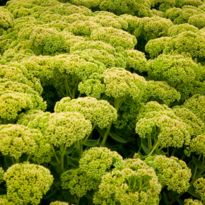 Rozchodnik SUNKISSED