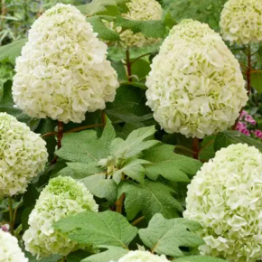 Hortensja dębolistna TARA