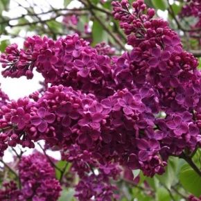 Lilak ANDENKEN AN LUDWIG SPATH na PNIU