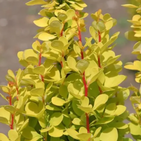 Berberys ERECTA GOLD