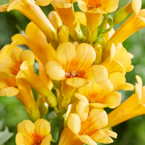 Milin GOLDEN TRUMPET