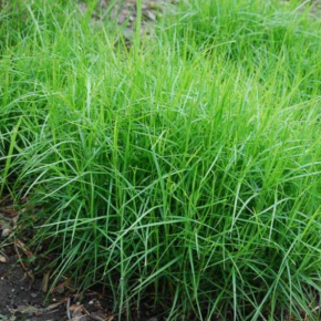 Turzyca MUSKEGOŃSKA