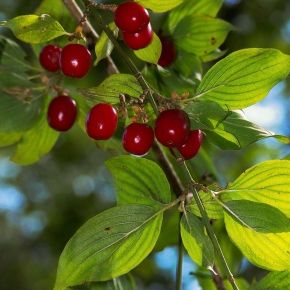 Dereń RACIBORSKI- C5