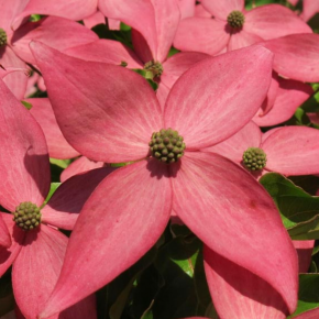 Dereń kousa SCARLET FIRE