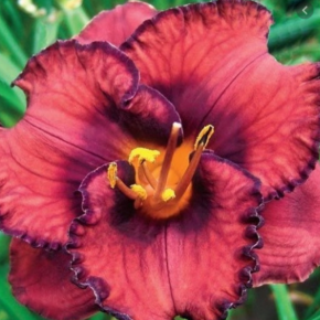 Liliowiec BERRYLICIOUS