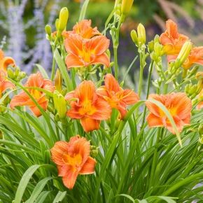 Liliowiec EVERYDAYLILY ORANGE