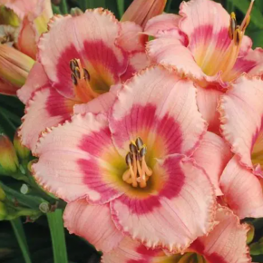 Liliowiec STRAWBERRY SHAKE