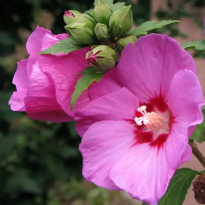 Hibiskus Ketmia WOODBRIDGE