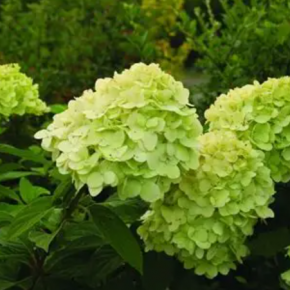 Hortensja bukietowa  MOJITO