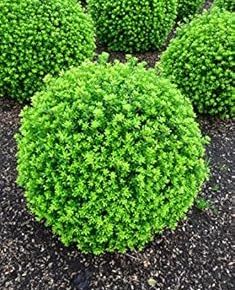 Ostrokrzew karbowany TWIGGY -C5