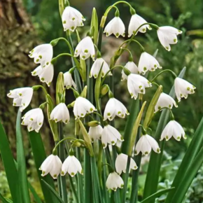 Śnieżyca GRAVETYE GIANT