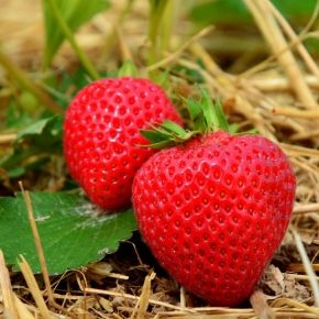 Truskawka VIBRANT
