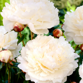 Piwonia BOWL OF CREAM