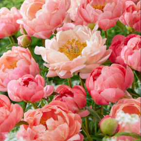 Piwonia CORAL CHARM
