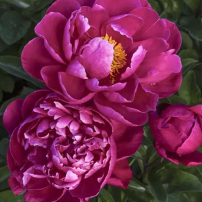 Piwonia RED SARAH BERNHARDT