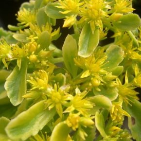 Rozchodnik kamczacki THE EDGE