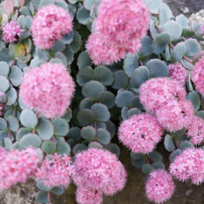 Rozchodnik SIEBOLDII