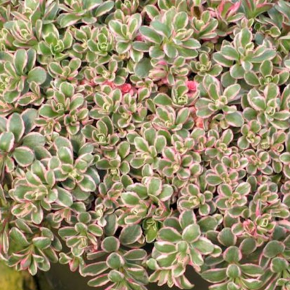 Rozchodnik TRI COLOR