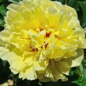 Piwonia Itoh DUCHESSE DE LORRAINE