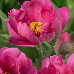 Piwonia ITOH PINK ARDOUR