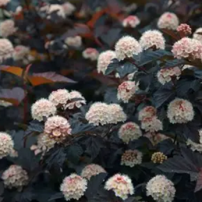 Pęcherznica kalinolistna DIABOLO