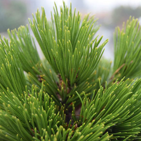Sosna bośniacka SCHMIDTII C5