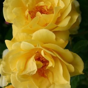 Róża pnąca GOLDEN GATE