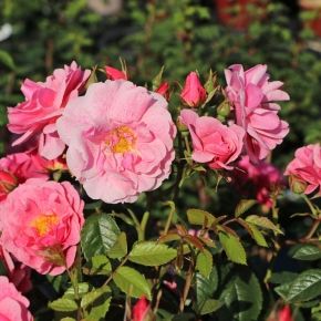 Róża pnąca CAMELOT