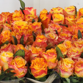 Róża pnąca EASY FASHION