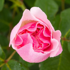 Róża angielska GARTENTRAUME