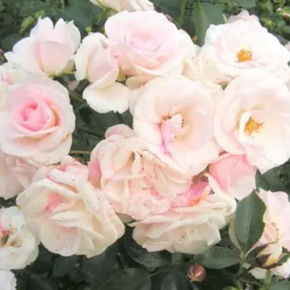 Róża okrywowa ASPIRIN ROSA