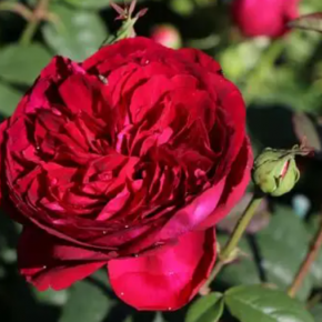 Róża angielska GOSPEL