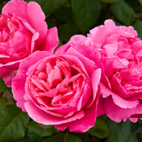 Róża wielokwiatowa ELBFLORENZ