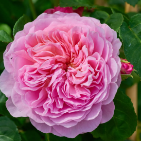 Róża angielska EUSTACIA VYE