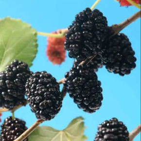 Morwa karłowa MOJO BERRY 