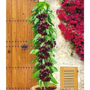 Wiśnia KOLUMNOWA DONICA 