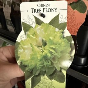 Piwonia drzewiasta LIMONKOWA