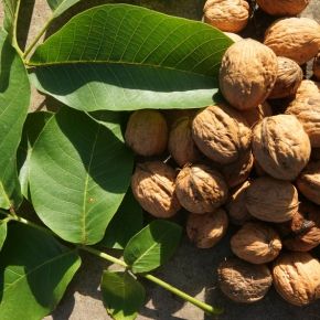 Orzech włoski FRANQUETTE