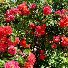 Róża wielokwiatowa GEBRÜDER GRIMM